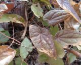 Epimedium × cantabrigiense