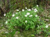 Anemone nemorosa