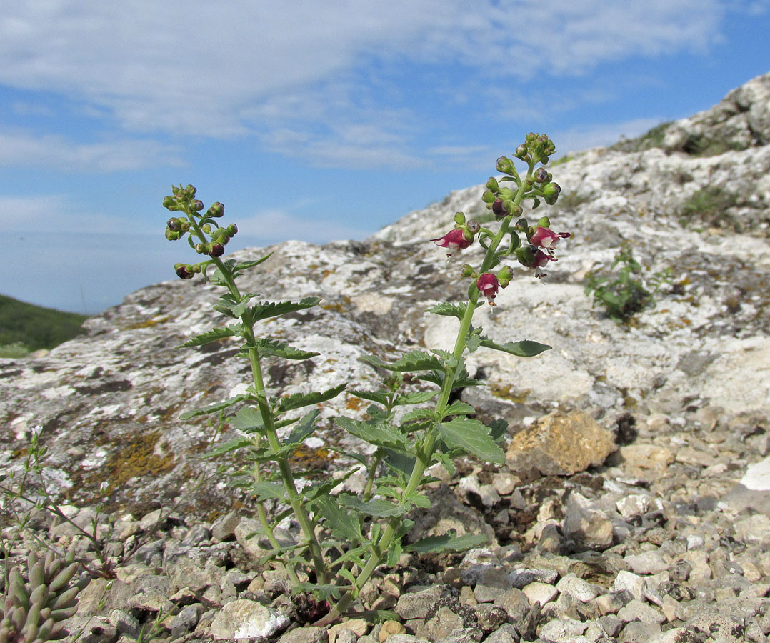 Изображение особи Scrophularia rupestris.