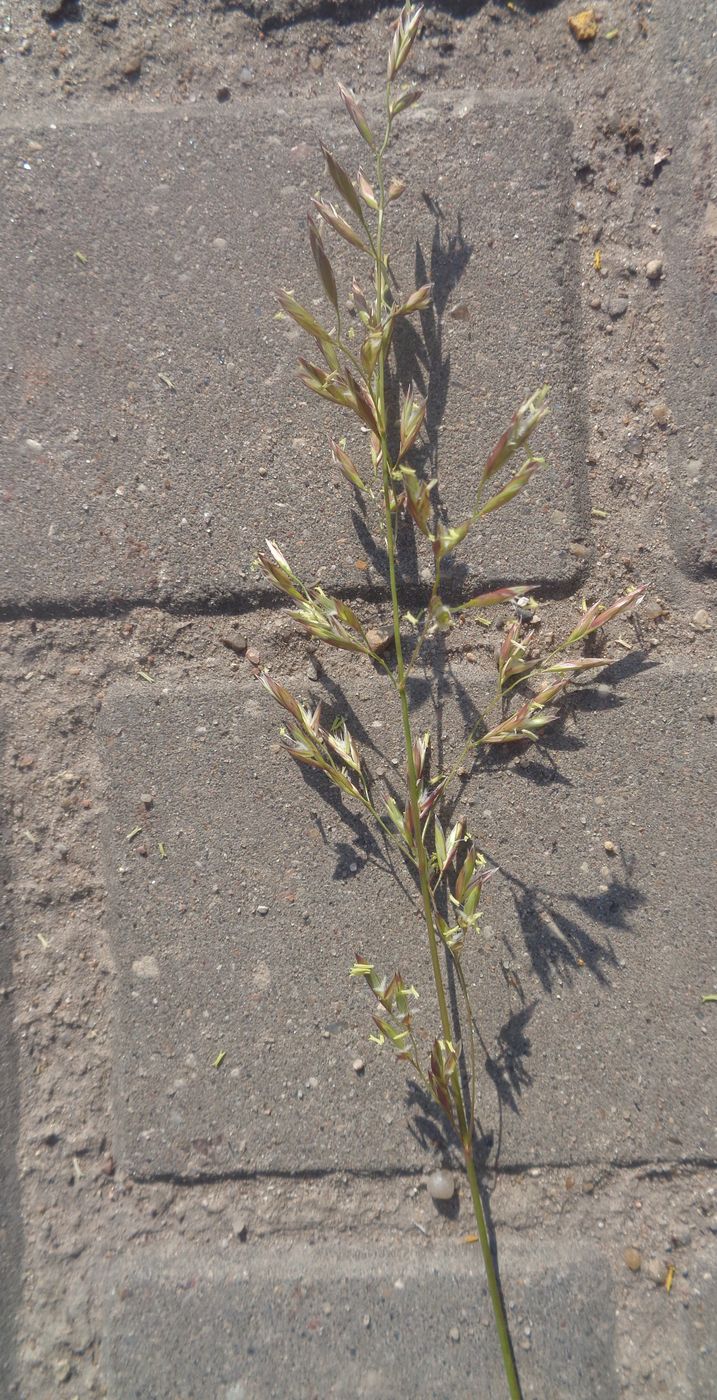 Изображение особи Festuca pratensis.