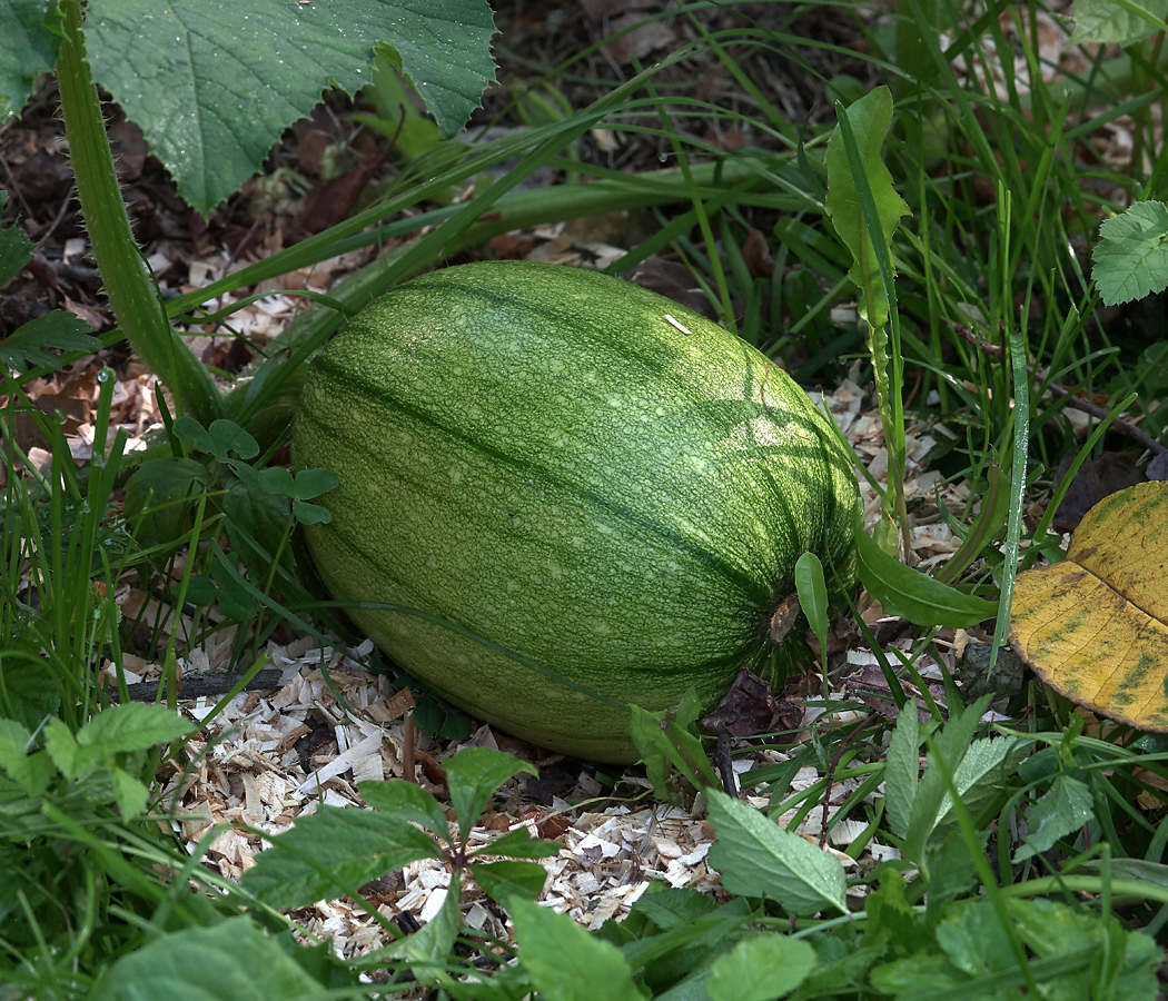 Изображение особи Cucurbita pepo.