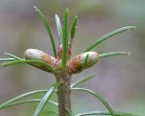 Abies sibirica