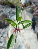 Euonymus semenovii. Часть веточки с цветками. Кыргызстан, Чуйская обл., Жайылский р-н, долина р. Кара-Балта, склон. 24.05.2019.