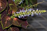 Coleus scutellarioides