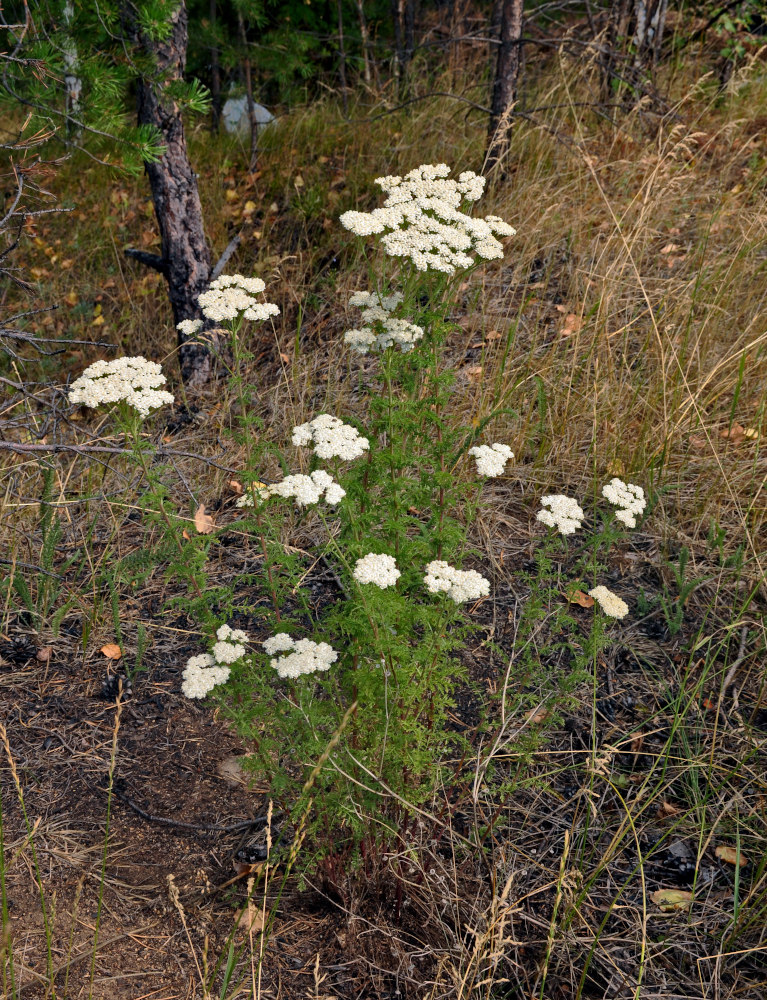 Изображение особи Achillea nobilis.