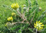 Astragalus dasyanthus