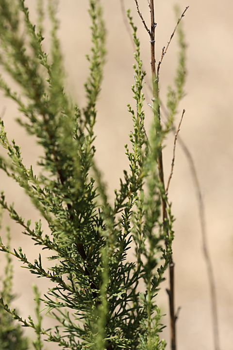 Изображение особи Artemisia cina.