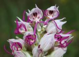 Orchis simia