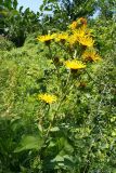 Inula helenium