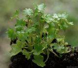 Saxifraga cymbalaria. Вегетирующее растение на берегу ручья в грабовом лесу. Азербайджан, Гёйгёльский р-н, с. Зурнабад. 16.04.2010.