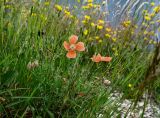 Papaver fugax