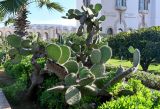 Opuntia leucotricha