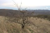 Crataegus pentagyna. Плодоносящее растение. Краснодарский край, м/о г. Новороссийск, вершина 429, остепнённый луг с одиночными деревьями боярышника. 11.11.2023.