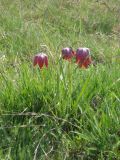 Fritillaria meleagris