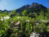 Aquilegia coerulea. Цветущие растения. США, штат Колорадо, Аспен, западные склоны гор Савач. 29 июня 2010 г.