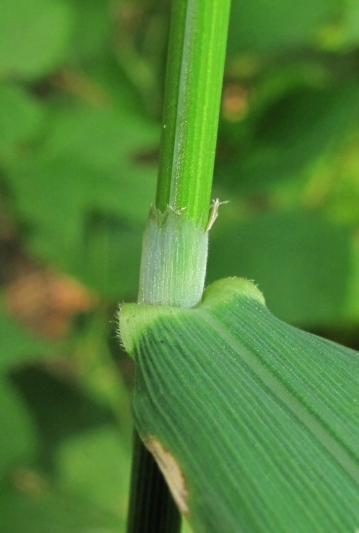 Image of Cinna latifolia specimen.