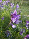 Vicia sosnowskyi