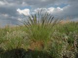 Festuca valesiaca