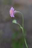 Knautia arvensis