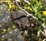 Quercus coccifera. Часть веточки с сохраняющейся прошлогодней плюской. Испания, г. Валенсия, резерват Альбуфера (Albufera de Valencia), стабилизировавшаяся дюна, переходная полоса к сосновому лесу. 6 апреля 2012 г.