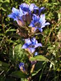 Gentiana scabra. Верхушка цветущего растения. Приморский край, Спасский р-н, окр. с. Хвалынка. 12.09.2013.