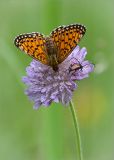 Knautia arvensis. Соцветие с кормящимися Перламутровкой Селена (Clossiana selene) и усачом. Ленинградская обл., Кингисеппский р-н, окр. оз. Глубокое. 26.06.2011.