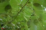 Tilia mandshurica