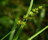 Carex maackii. Верхняя часть стебля с соплодиями. Приморский край, Шкотовский р-н, окр. пос. Штыково, левый берег р. Артёмовки, долинный ильмово-ясенёвый лес. 08.07.2014.