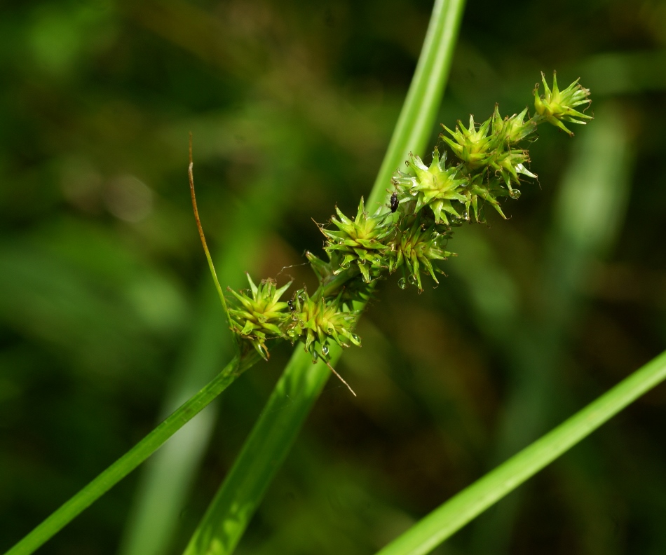 Изображение особи Carex maackii.