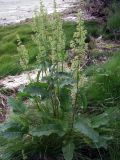 Rumex aquaticus. Цветущее растение. Мурманская обл., Североморский р-н, пгт Росляково, берег губы Грязная Кольского залива, супралитораль. 27.07.2014.