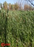 Typha austro-orientalis