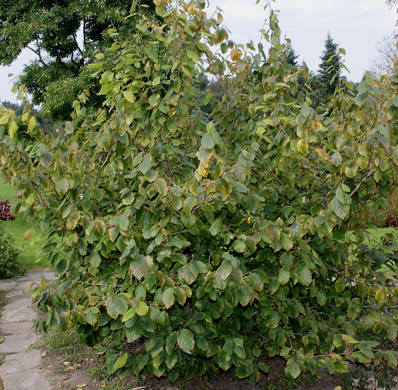 Изображение особи Hamamelis virginiana.