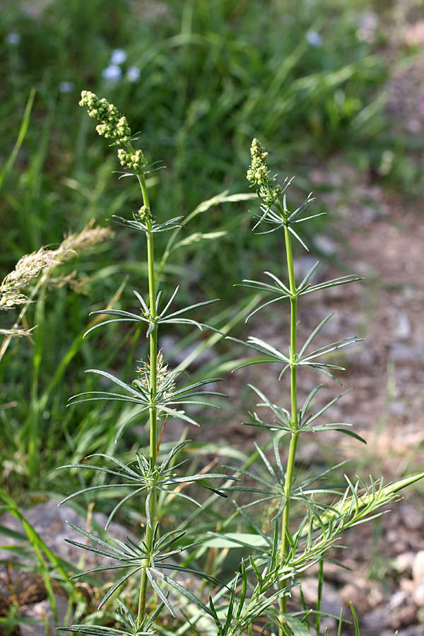 Изображение особи Galium verum.