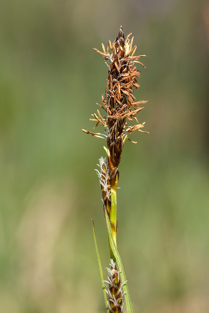 Изображение особи Carex panicea.