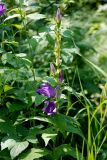 Campanula latifolia. Верхушка цветущего растения. Башкирия, Бурзянский р-н, заповедник Шульган-таш, опушка смешанного леса. 15.07.2008.