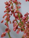 Rumex thyrsiflorus. Ветви соплодия. Ленинградская обл., Лужский р-н, сухой пойменный луг. 18.06.2009.