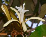 Pterospermum acerifolium