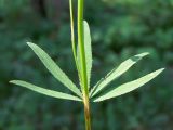 Trifolium spryginii