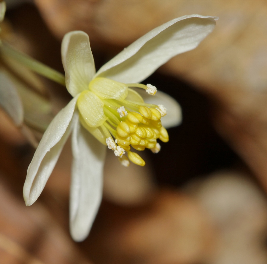 Image of Semiaquilegia manshurica specimen.