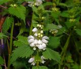 Lamium album