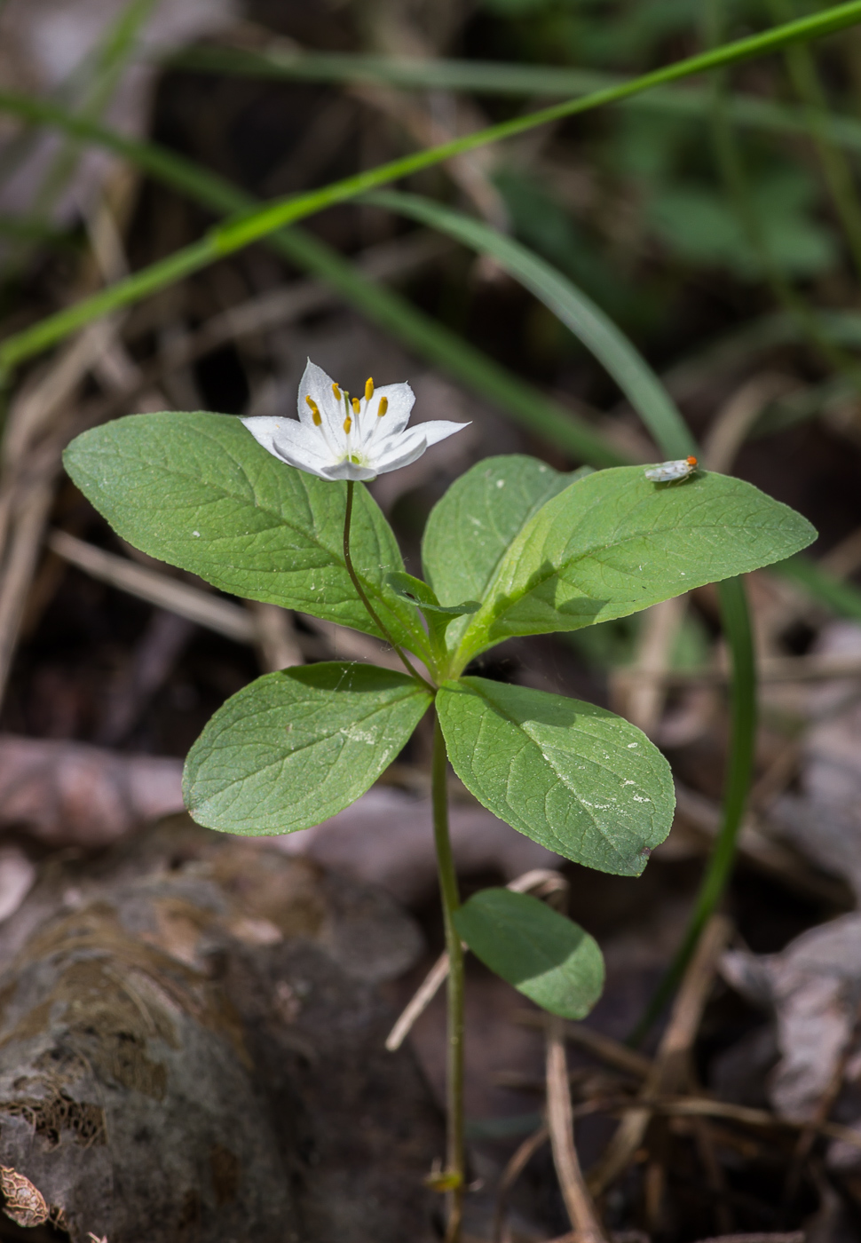 Изображение особи Trientalis europaea.