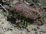 Astragalus oxyglottis