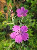 Dianthus versicolor