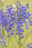 Delphinium cuneatum