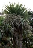 Cordyline australis