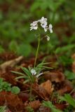 Cardamine trifida