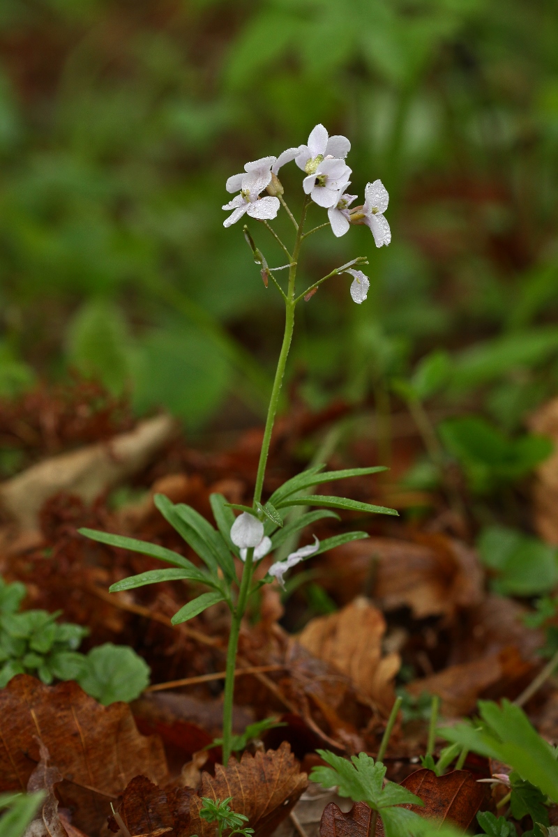 Image of Cardamine trifida specimen.