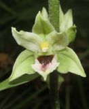 Epipactis condensata. Цветок. Краснодарский край, м/о город-курорт Геленджик, окр. мкр-на Голубая долина, сосновый лес. 10 июня 2017 г.