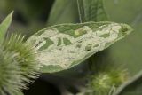 Arctium minus