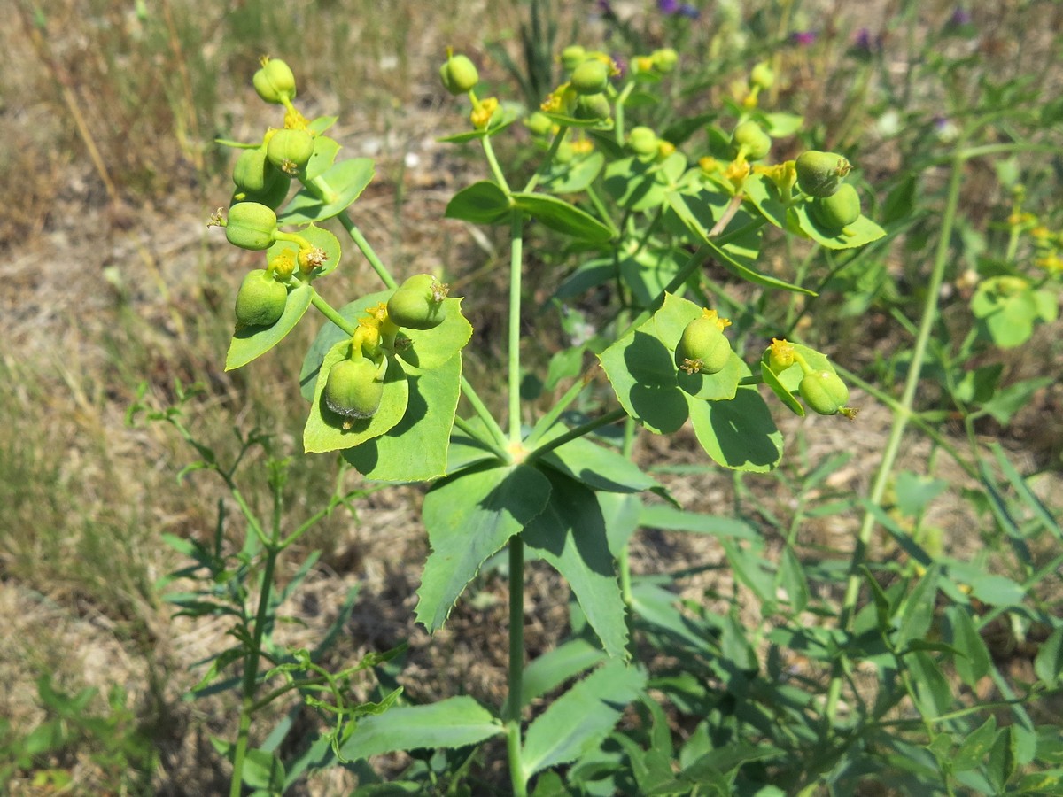 Image of Euphorbia serrata specimen.
